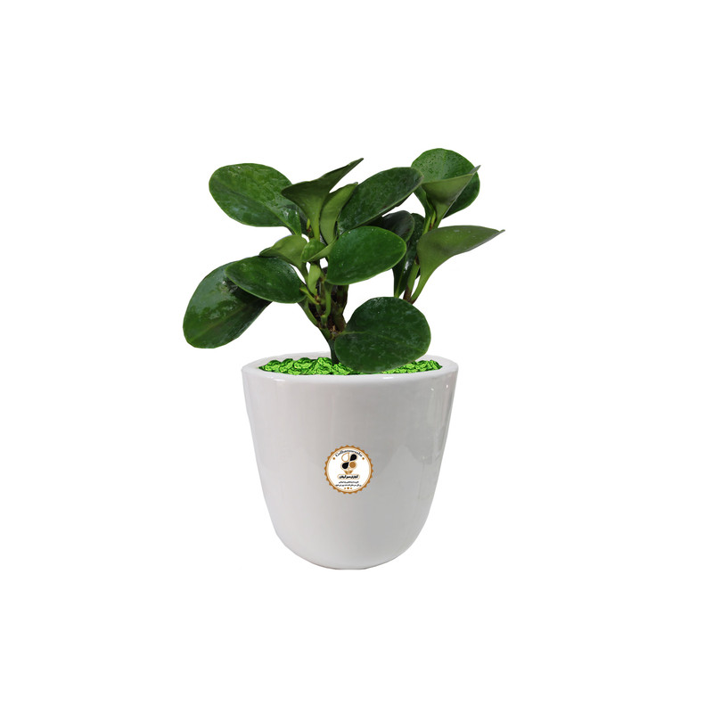 گیاه طبیعی قاشقی شرکت گلباران سبز گیلان مدل GN12-27AS