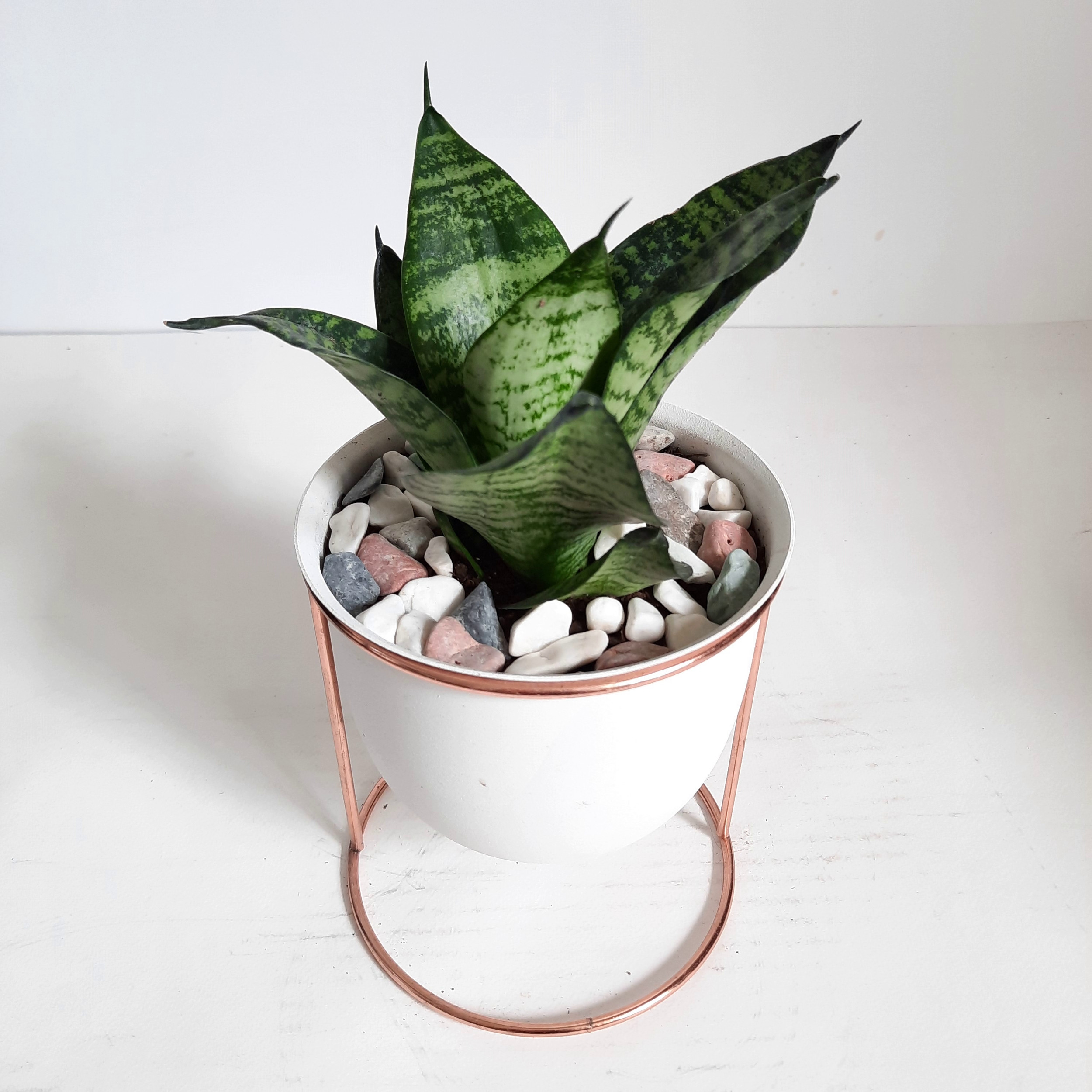 گیاه طبیعی سانسوریا کراواتی کد FS گیاه طبیعی سانسوریا کراواتی کد FS