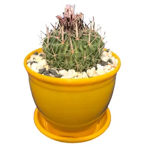 گیاه طبیعی کاکتوس  فوسالو مدل FS-20