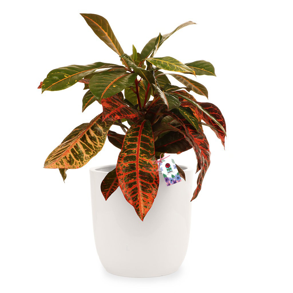 گیاه طبیعی کروتون ابلق گلیتال مدل GTL141