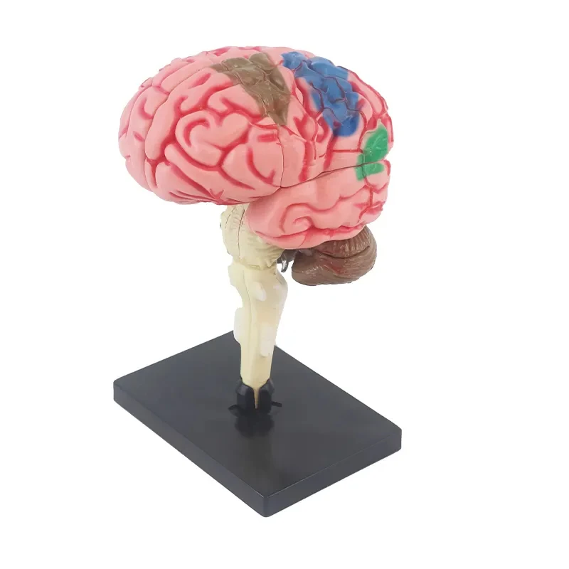 کیت آموزشی مدل ساخت مولاژ سه بعدی مغز کد WPX-019