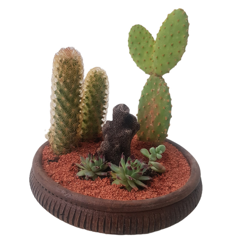 گیاه طبیعی کاکتوس مدل دیش گاردن کد 2022 گیاه طبیعی کاکتوس مدل دیش گاردن کد 2022