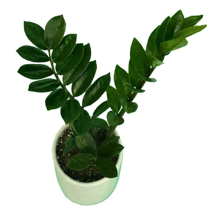 گیاه طبیعی زامیفولیا کد 01