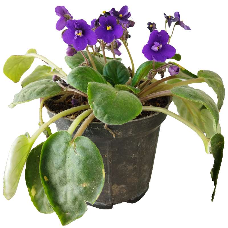 گیاه طبیعی بنفشه آفریقایی کد AS01 گیاه طبیعی بنفشه آفریقایی کد AS01