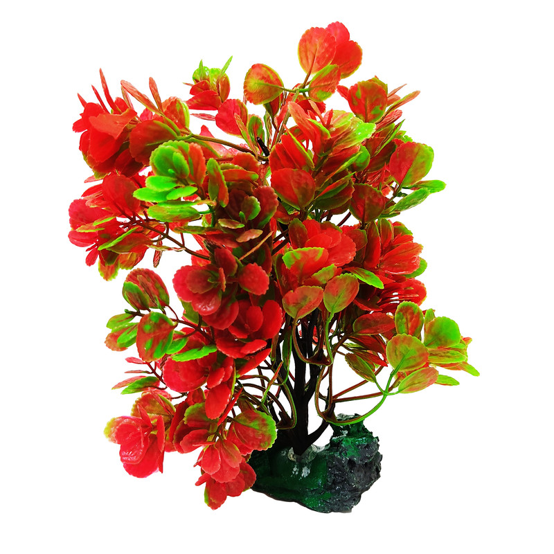 گیاه تزیینی آکواریوم کد R20