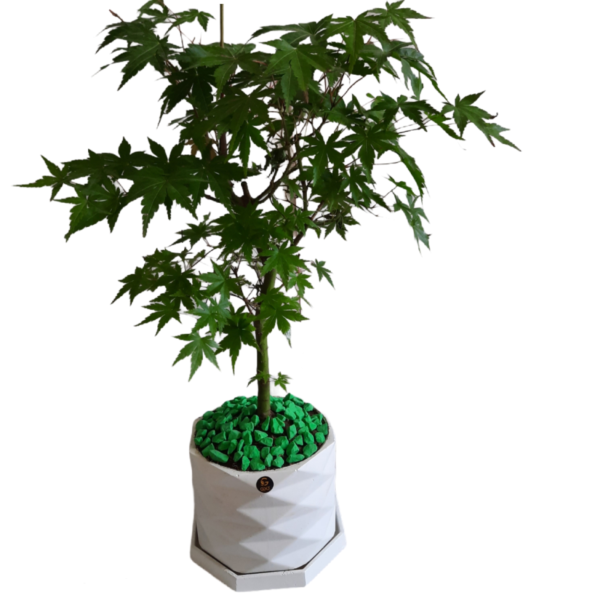 گیاه طبیعی بنسای افرا مدل 001