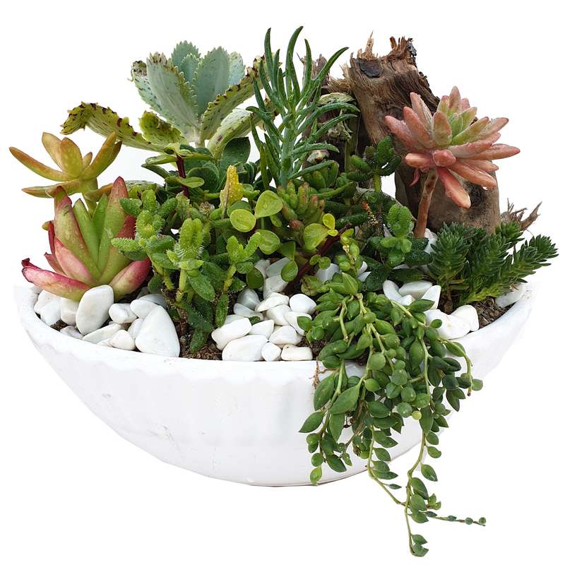 گیاه طبیعی کاکتوس مدل MK-99001