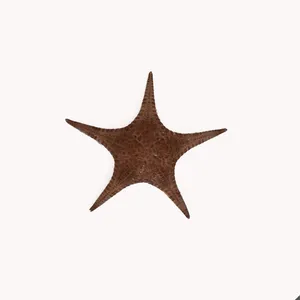 ستاره دریایی تزیینی مدل f23