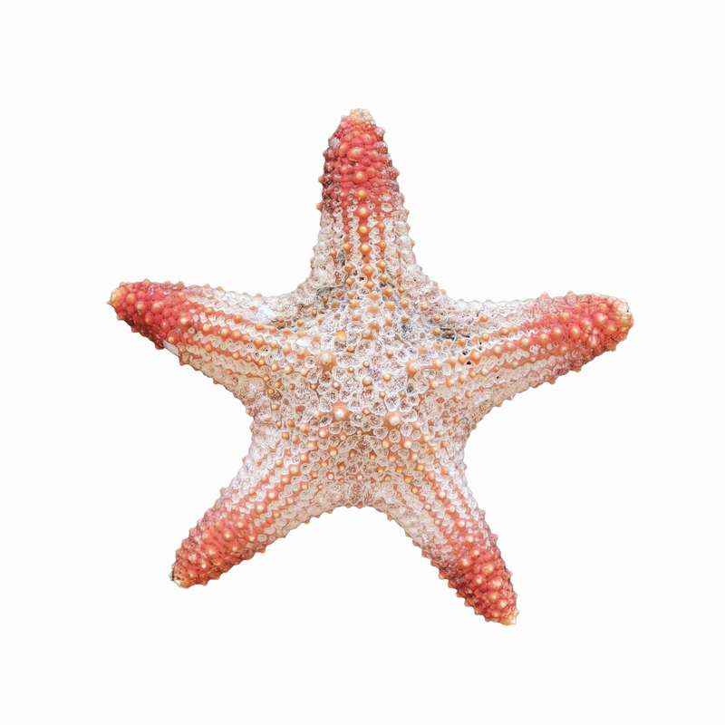 ستاره دریایی تزیینی مدل w3