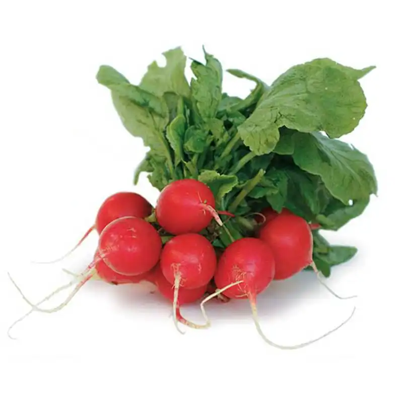 بذر تربچه قرمز کد B30