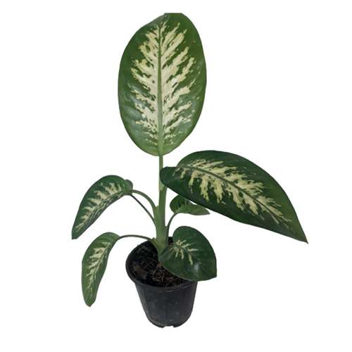 گیاه طبیعی دیفن باخیا کد G05