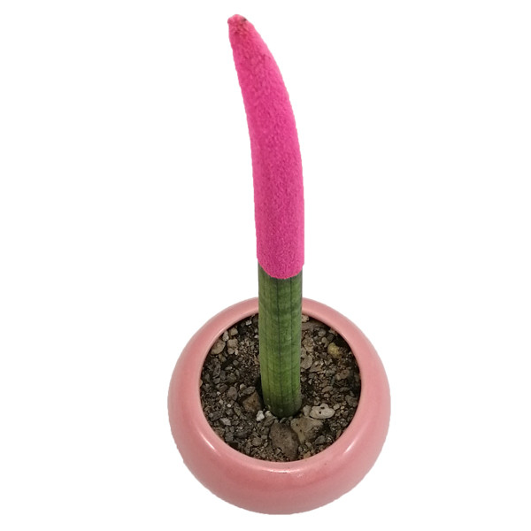 گیاه طبیعی سانسوریا مدادی مخملی کد 01 GM گیاه طبیعی سانسوریا مدادی مخملی کد 01 GM