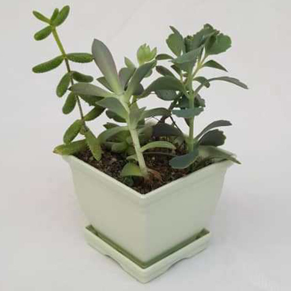 گیاه طبیعی ساکولنت کد MIX01