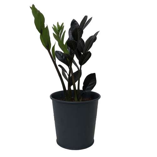 گیاه طبیعی زاموفیلیا سوپر بلک كد MS-06G