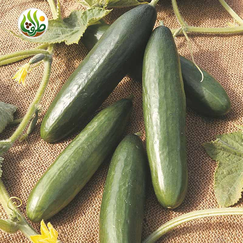 بذر خیار بیت آلفا ظرافت مدل BZ18822 بذر خیار بیت آلفا ظرافت مدل BZ18822