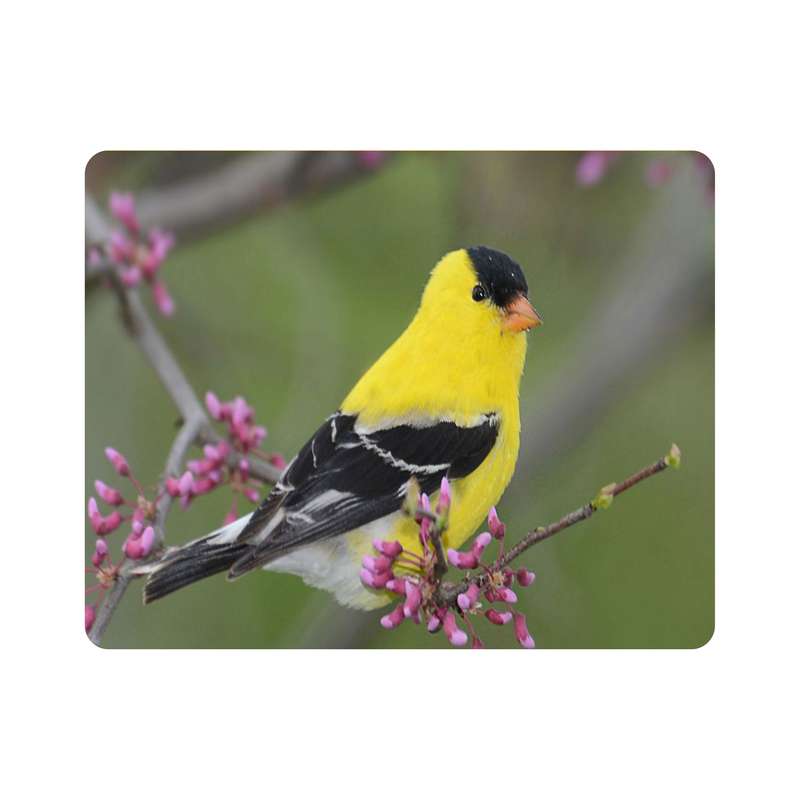 ماوس پد اطلس آبی  طرح پرنده فنچ گلدین  مدل T7676