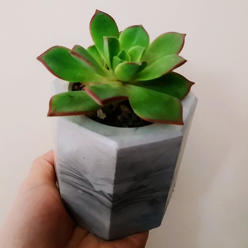 گیاه طبیعی ساکولنت مدل ِD-5 مجموعه 3 عددی گیاه طبیعی ساکولنت مدل ِD-5 مجموعه 3 عددی