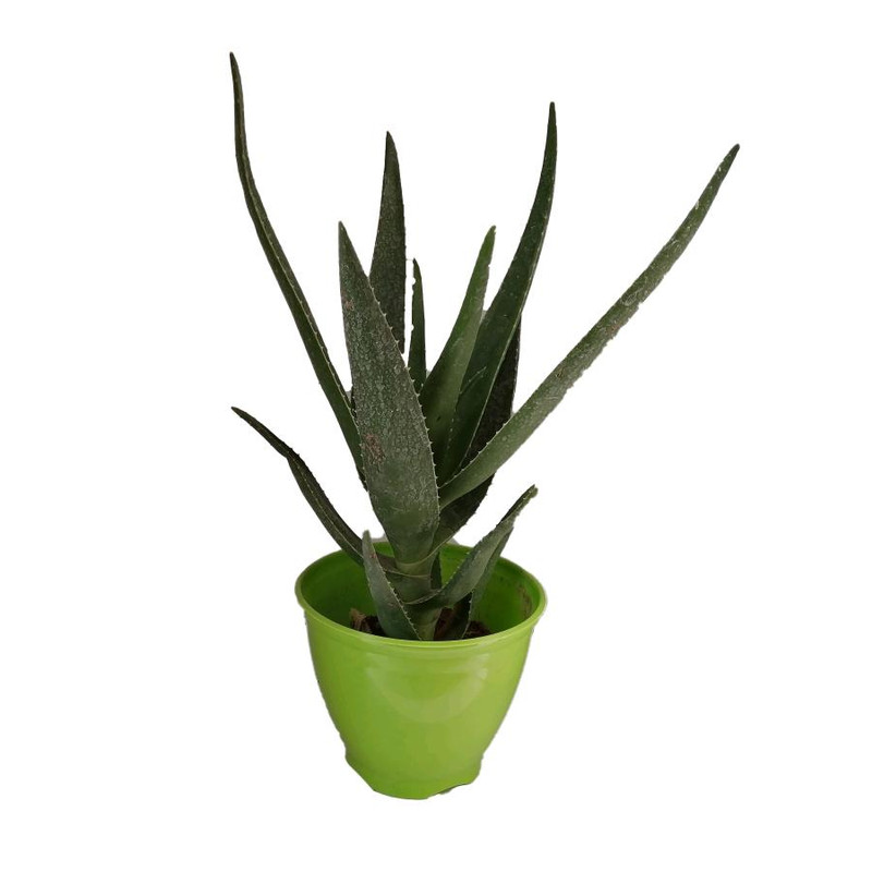 گیاه طبیعی آلوئه کد jp02 گیاه طبیعی آلوئه کد jp02