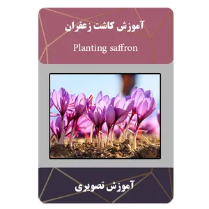 ویدئو آموزش کاشت زعفران نشر مبتکران