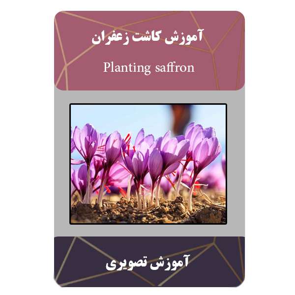 ویدئو آموزش کاشت زعفران نشر برج ویدئو آموزش کاشت زعفران نشر برج