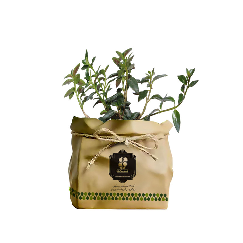 گیاه طبیعی نماتانتوس شرکت گلباران سبز گیلان مدل KN-K گیاه طبیعی نماتانتوس شرکت گلباران سبز گیلان مدل KN-K