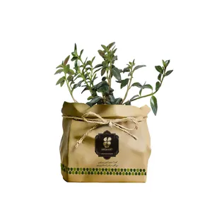 گیاه طبیعی کریسمس شرکت گلباران سبز گیلان مدل K-K