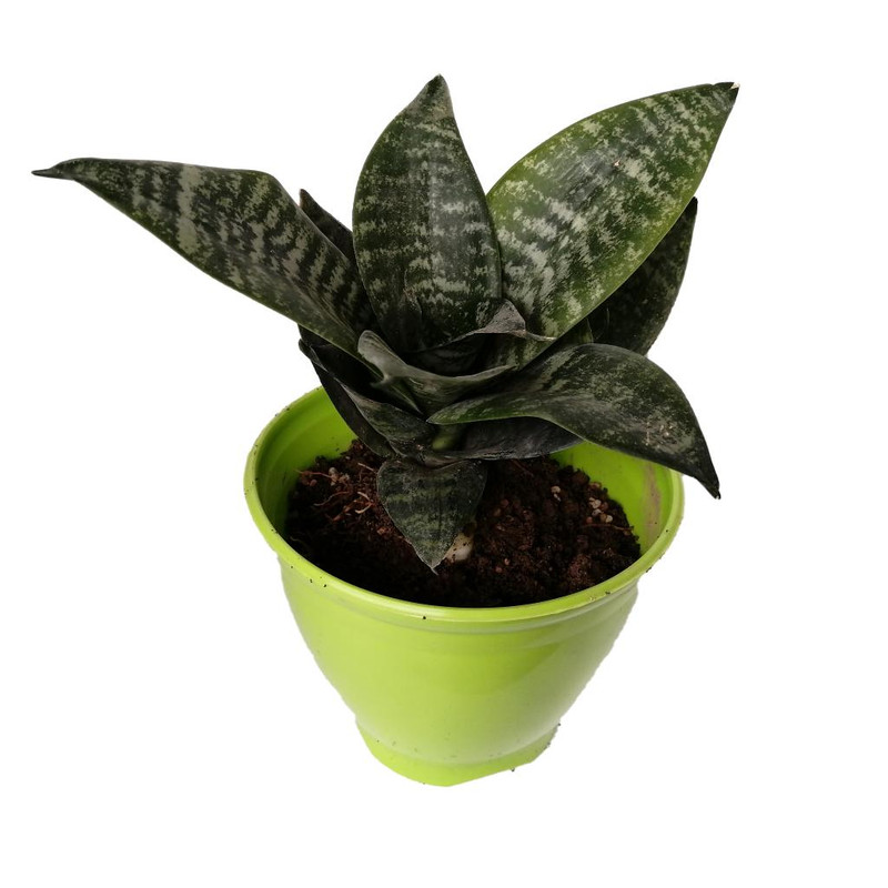 گیاه طبیعی سانسوریا پاکوتاه کد np02 گیاه طبیعی سانسوریا پاکوتاه کد np02