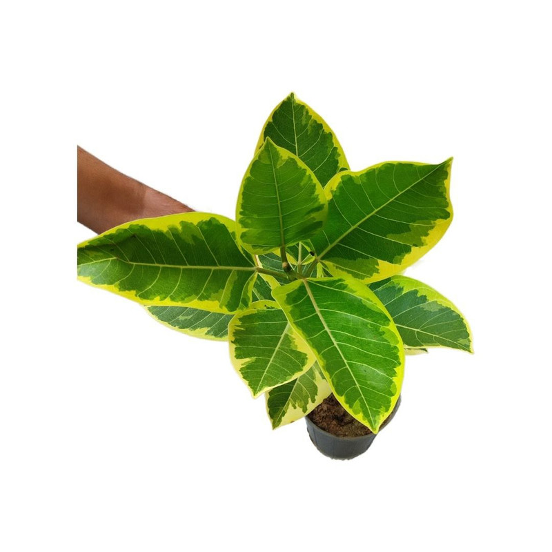 گیاه طبیعی فیکوس آلتیسیما مدل 03