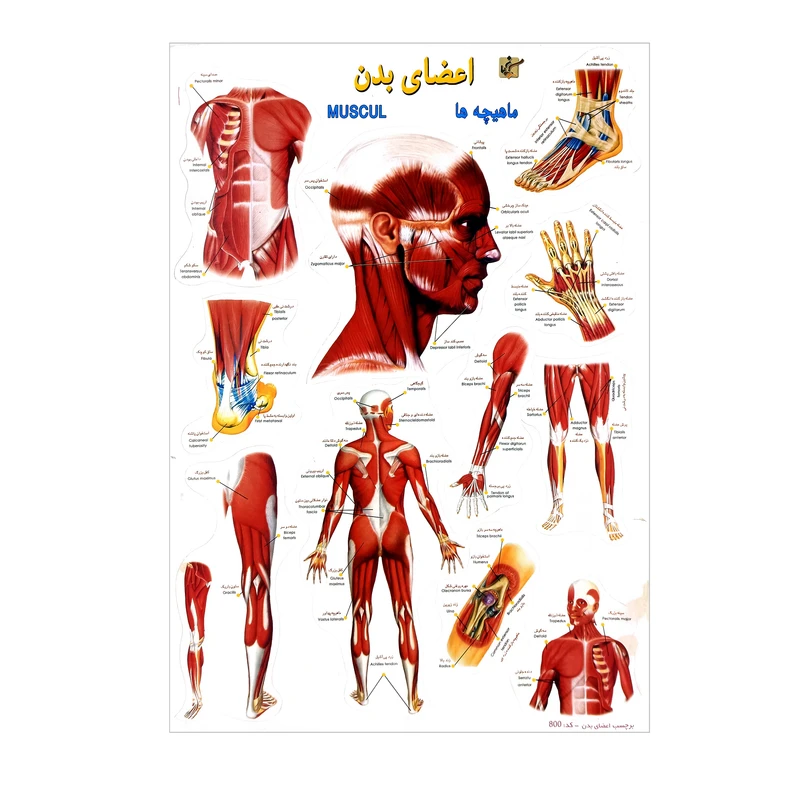برچسب مدل اعضای بدن
