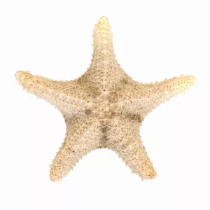 ستاره دریایی تزیینی مدل d14