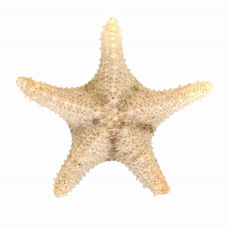 ستاره دریایی تزیینی مدل d14