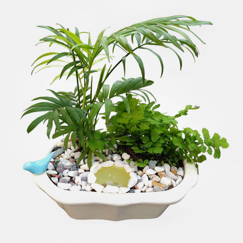 گیاه طبیعی دیش گاردن شامادورا مدل حوض و کبوتر