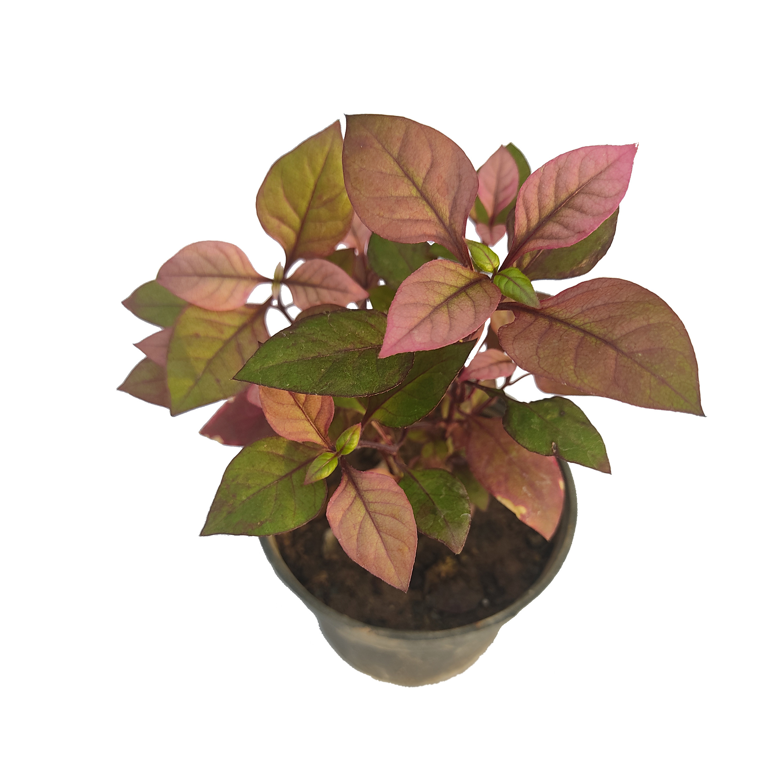 گیاه طبیعی آپارتمانی مدل M12 مجموعه 9 عددی گیاه طبیعی آپارتمانی مدل M12 مجموعه 9 عددی