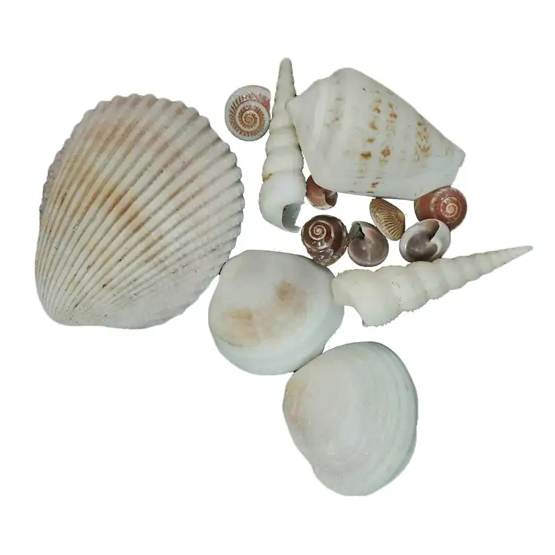 صدف تزیینی مدل GM_5478 وزن 60 گرم
