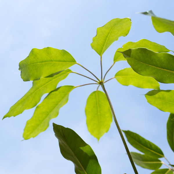 گل طبیعی شفلرا امیت تافکو کد 2025