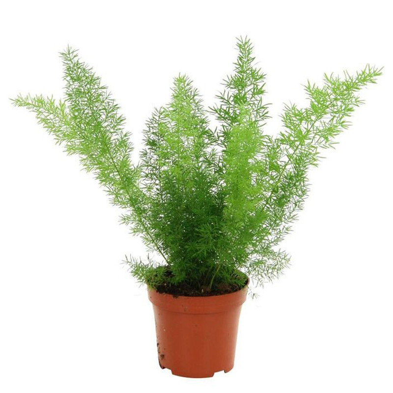 گیاه طبیعی دم روباهی مدل F-28