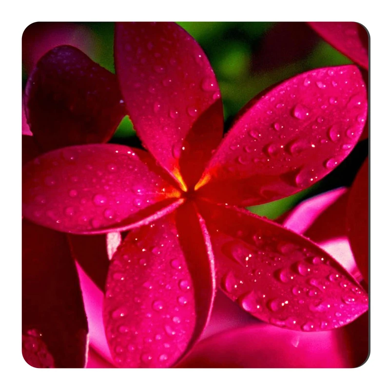  مگنت طرح گل و شبنم کد NIM906 