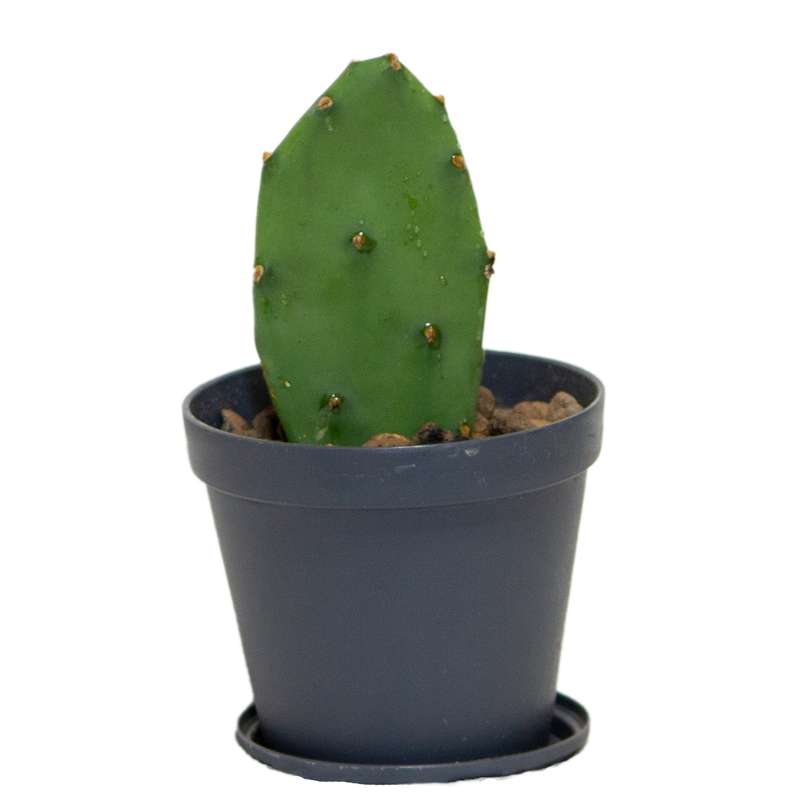 گیاه طبیعی کاکتوس مدل آپونتیا کد L-C-03