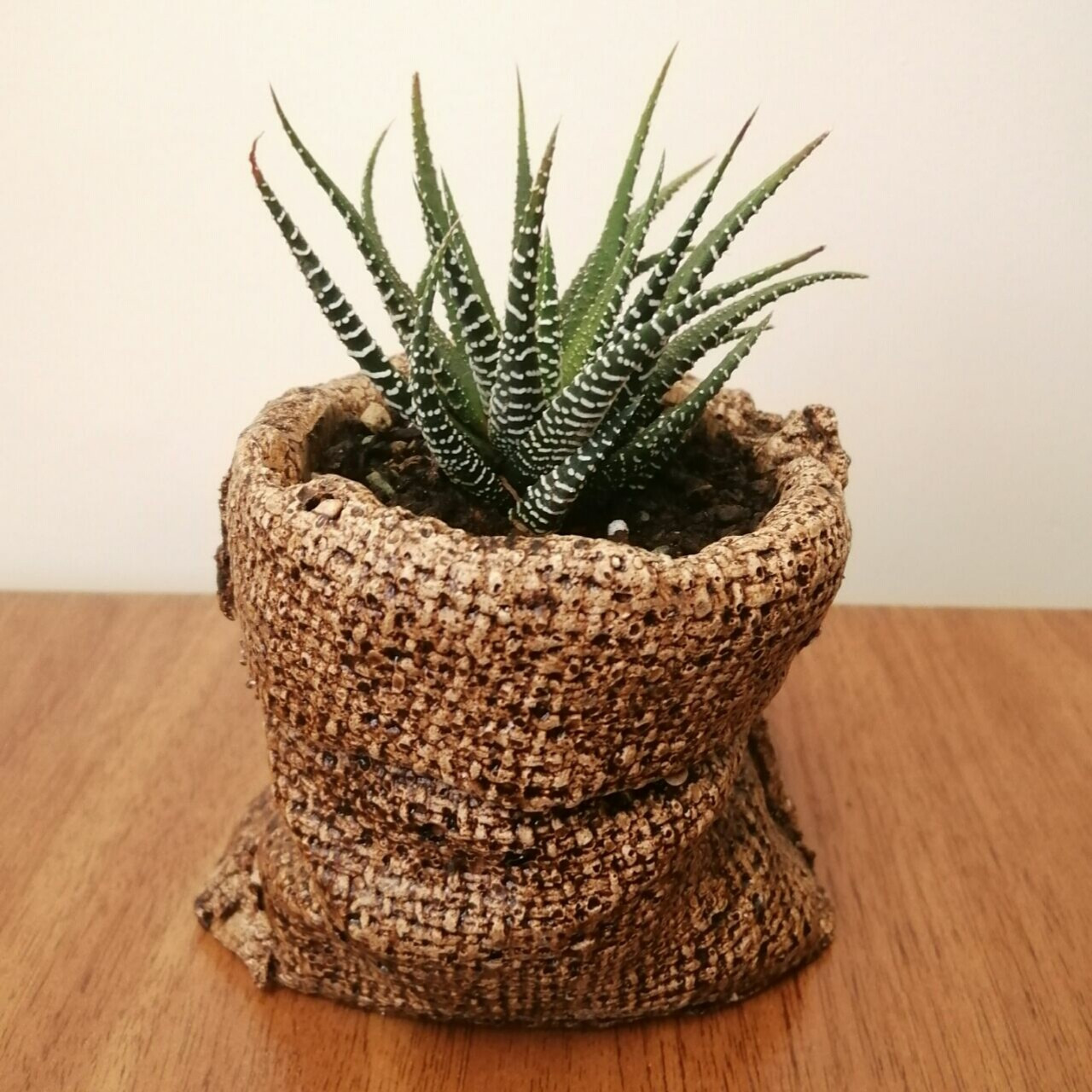 گیاه طبیعی کاکتوس هاورتیا کد pg_08