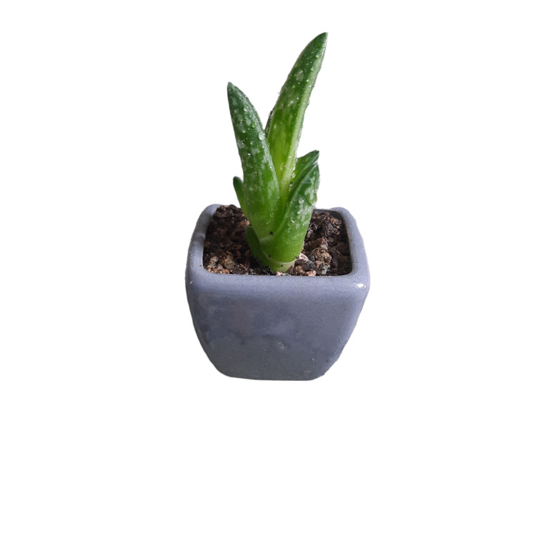 گیاه طبیعی ساکولنت کد ck-04 مجموعه 4 عددی