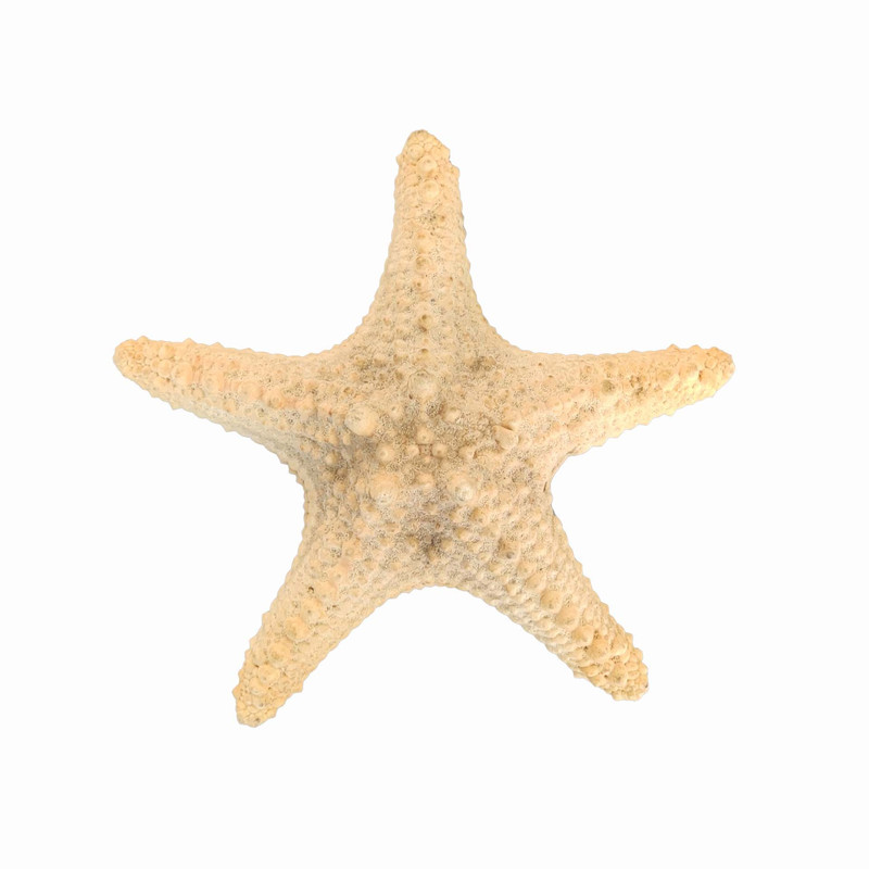 ستاره دریایی تزیینی مدل d5