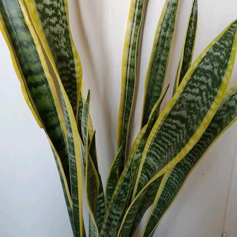 گیاه طبیعی سانسوریا ابلق کد zz02