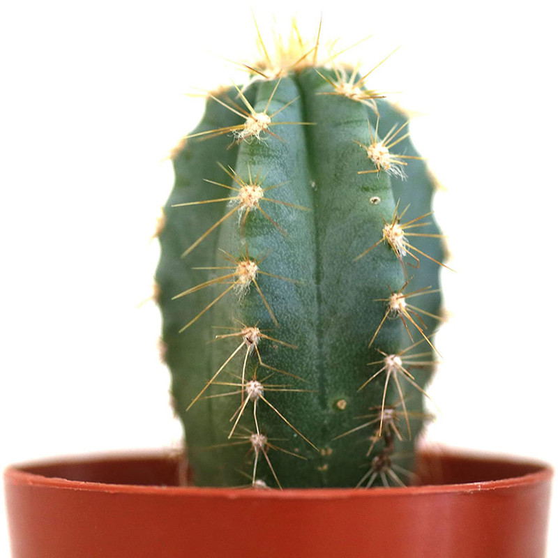 بذر پیلو سو کاکتوس سبز وانیا سید مدل V33 بذر پیلو سو کاکتوس سبز وانیا سید مدل V33