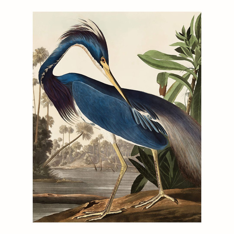 پوستر مدل  تصویر گنجشک لوئیزیانا 