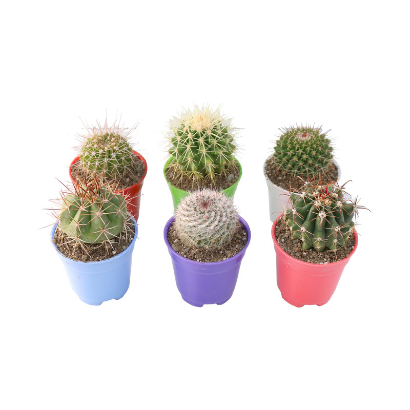 گیاه طبیعی کاکتوس آیدین کاکتوس کد CB-058 مجموعه 6 عددی گیاه طبیعی کاکتوس آیدین کاکتوس کد CB-058 مجموعه 6 عددی