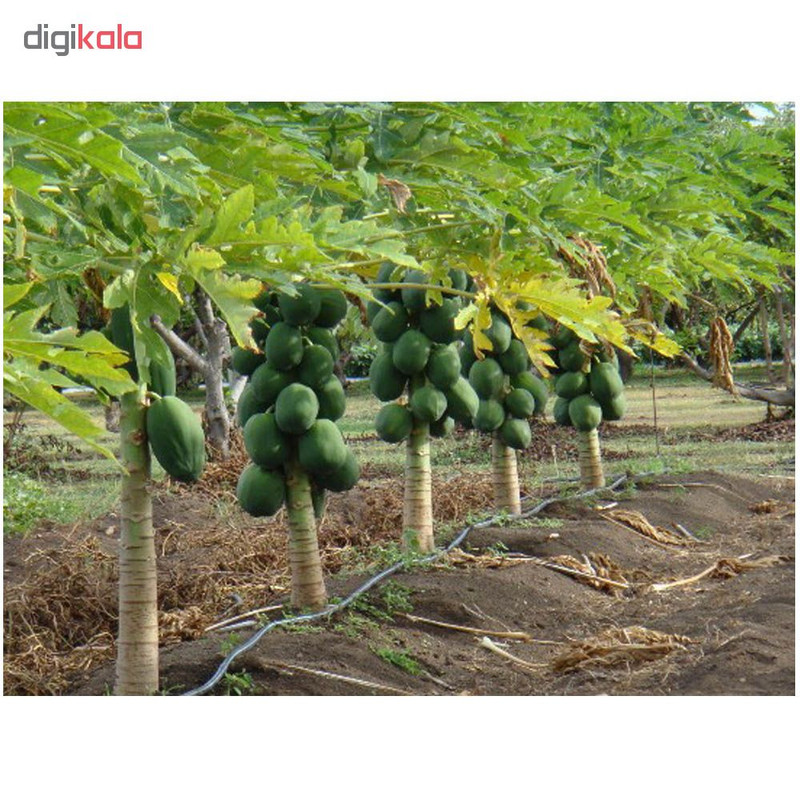 بذر پاپایا قرمز کد 001 بذر پاپایا قرمز کد 001