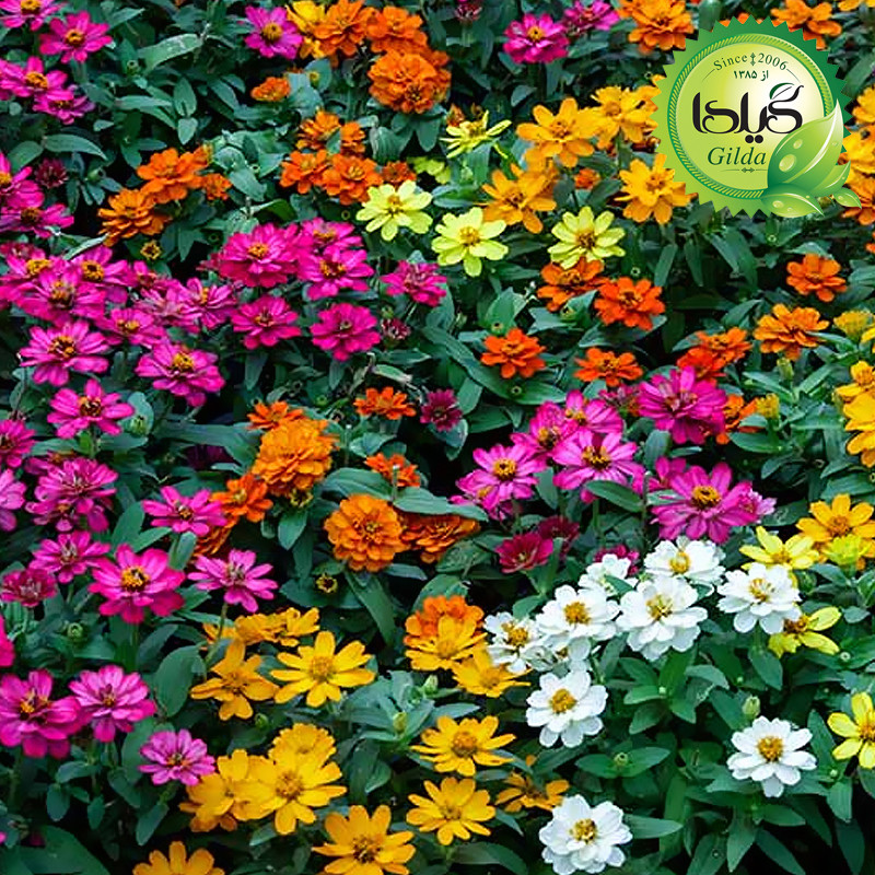 بذر آهار مینیاتوری گیلدا کد 906 بذر آهار مینیاتوری گیلدا کد 906