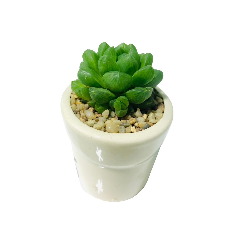 گیاه هاورتیا شیشه ای مدل sh-2021 گیاه هاورتیا شیشه ای مدل sh-2021