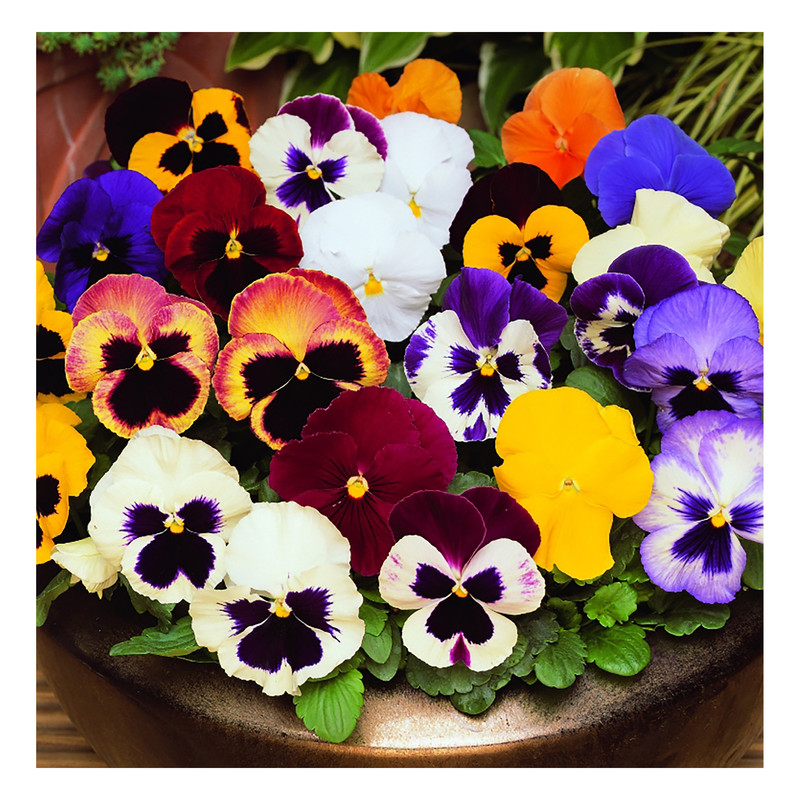 بذر گل بنفشه الوان گرین فارم کد 08 بسته 2 عددی بذر گل بنفشه الوان گرین فارم کد 08 بسته 2 عددی