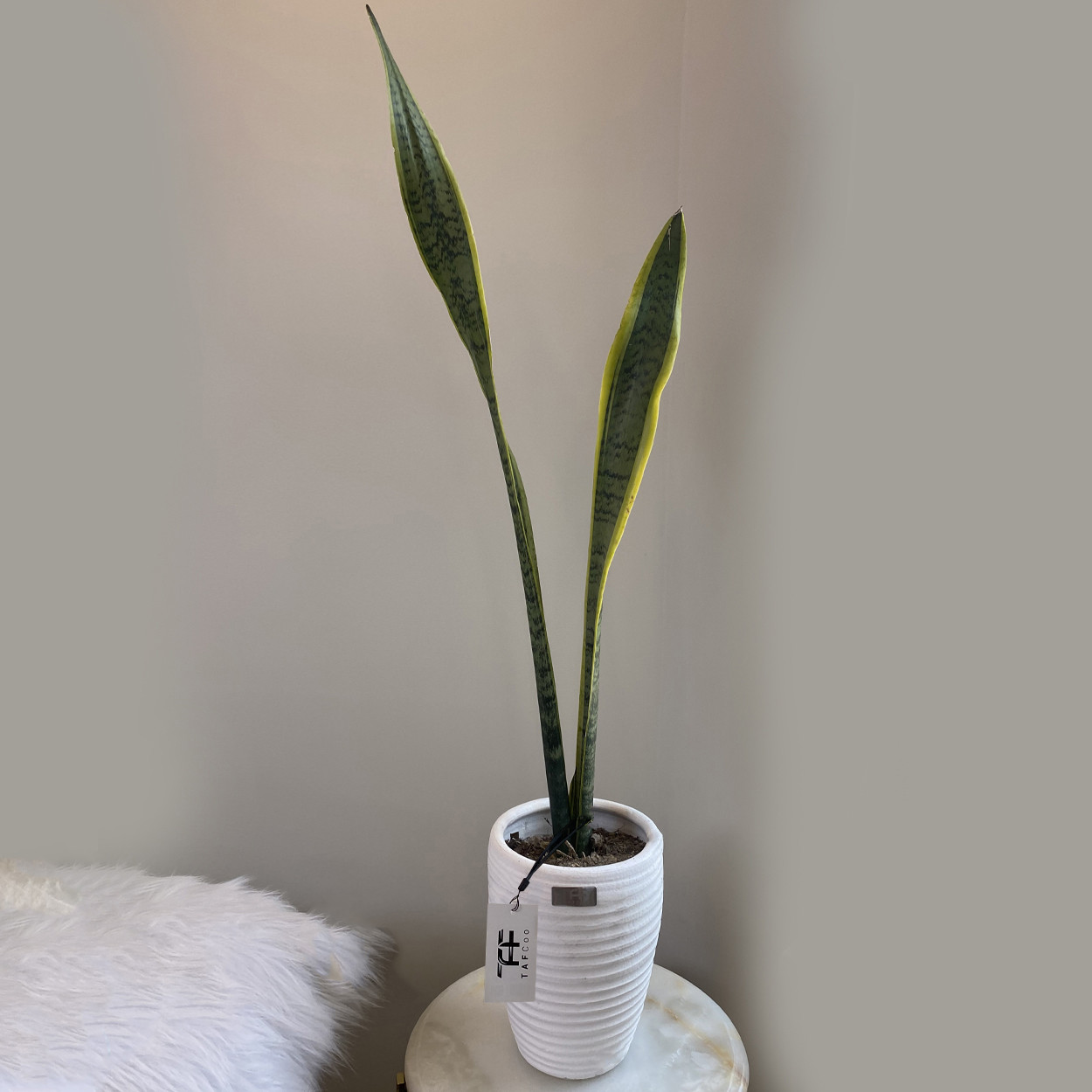 گیاه طبیعی سانسوریا شمشیری ابلق تافکو کد 1001